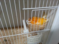 /album/norwich-2014/yellow-hen3-jpg/